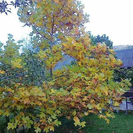 Borgaza Pensionat Jaremtje